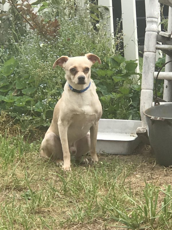 Safe Dog in Halethorpe, MD