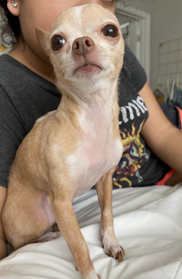Safe Chihuahua in Atlanta, GA