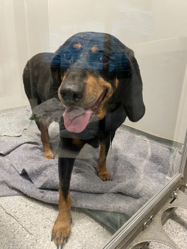 Safe Black and Tan Coonhound in Columbia, SC
