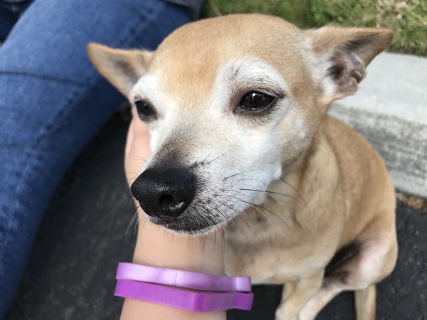 Safe Chihuahua in Ontario, CA