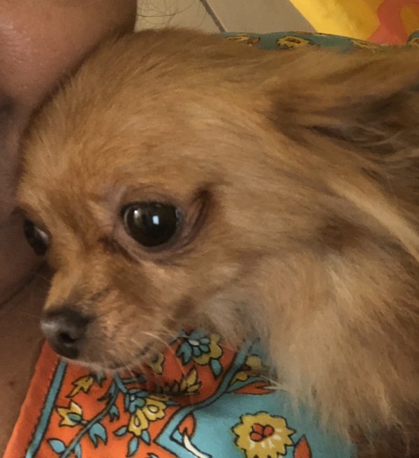 Safe Chihuahua in Apopka, FL