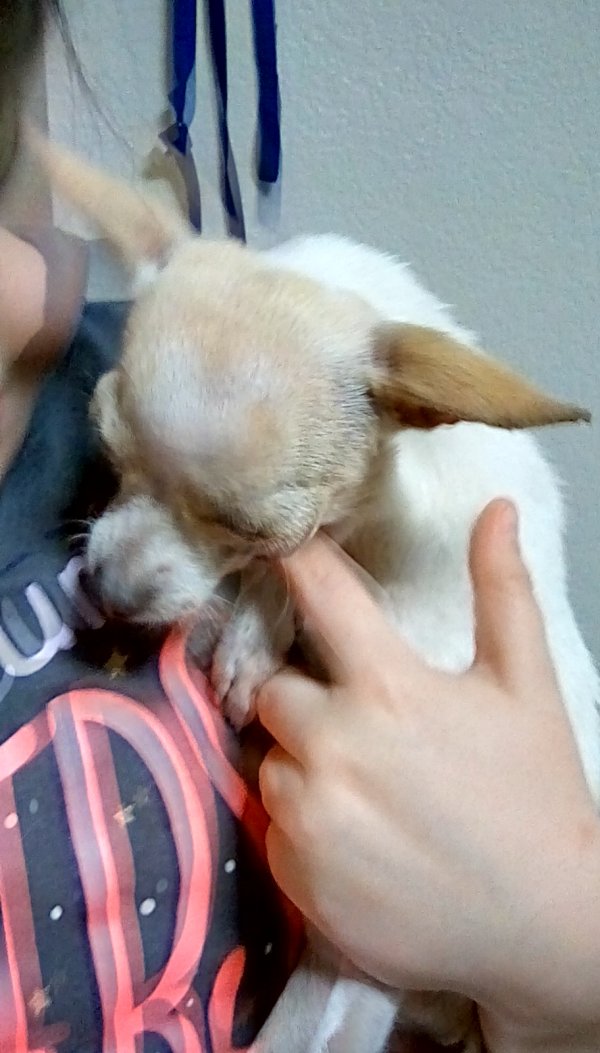 Safe Chihuahua in Mesa, AZ