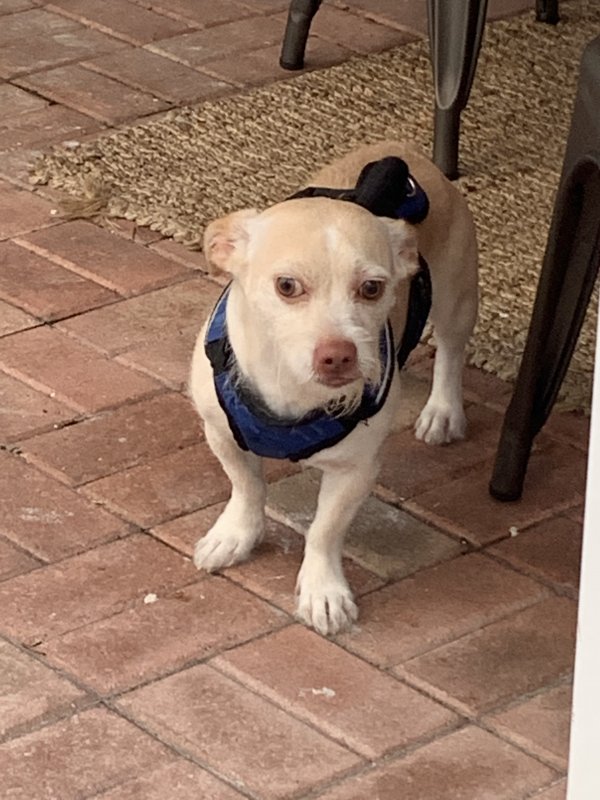Safe Dog in Dania, FL