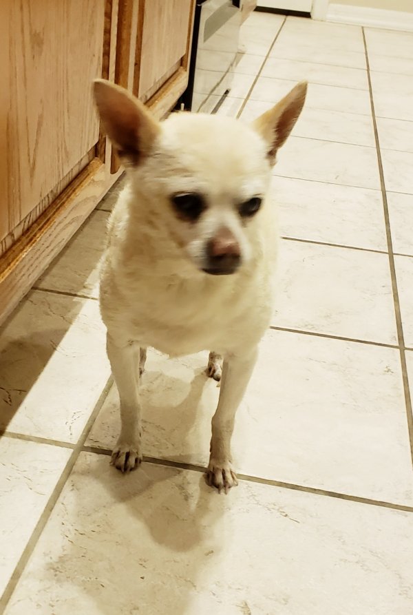 Safe Chihuahua in Gilbert, AZ