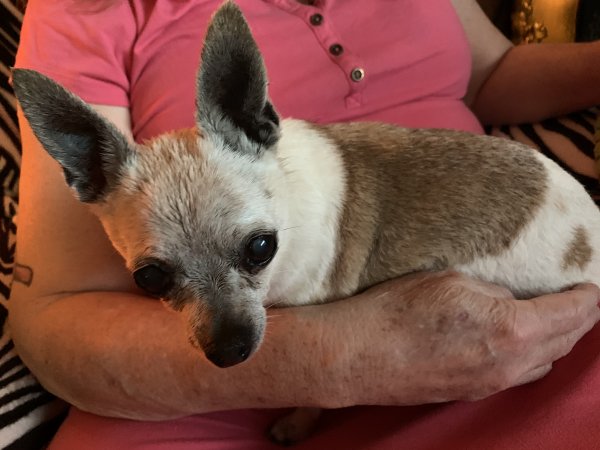 Safe Chihuahua in Gardena, CA