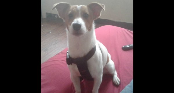 Safe Jack Russell Terrier in Cleveland, OH