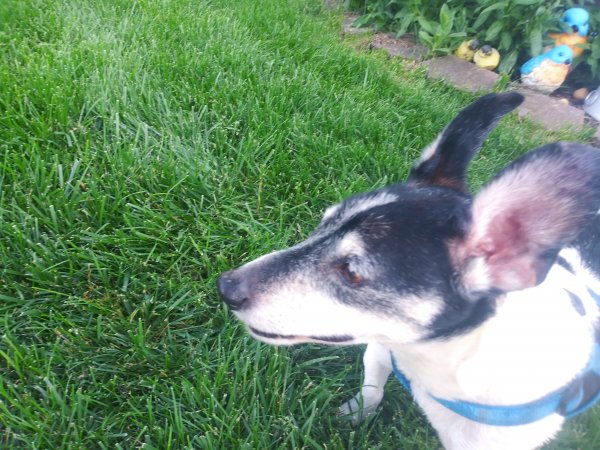 Safe Jack Russell Terrier in Dayton, OH