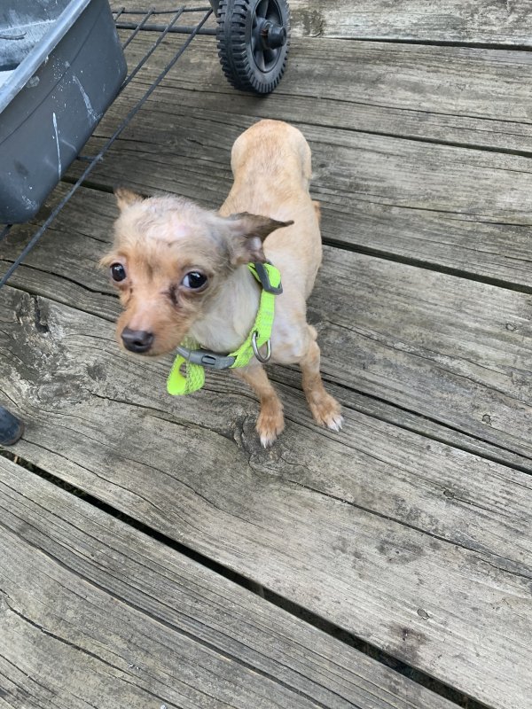 Safe Chihuahua in Springfield Gardens, NY