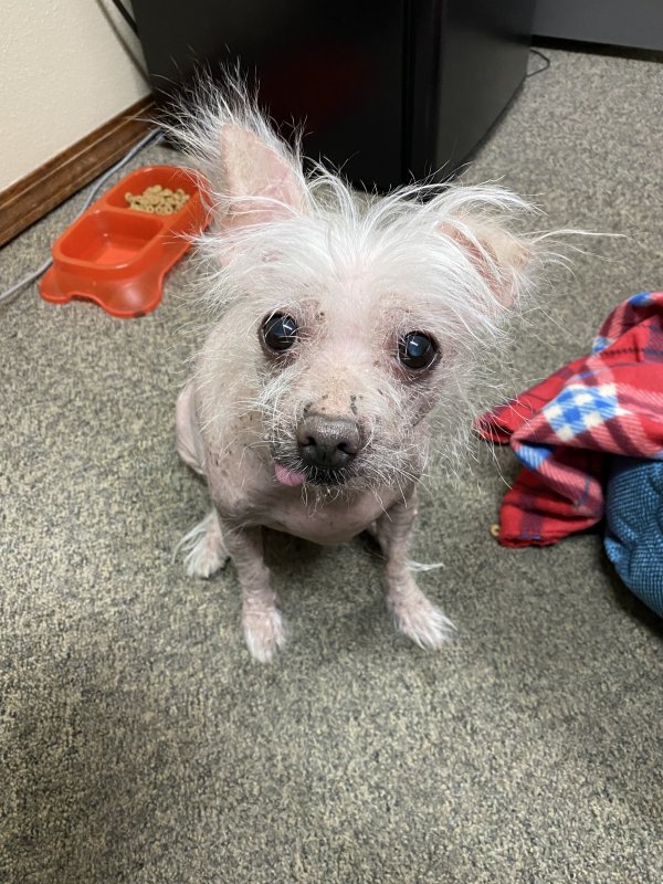 Safe Chinese Crested in The Dalles, OR