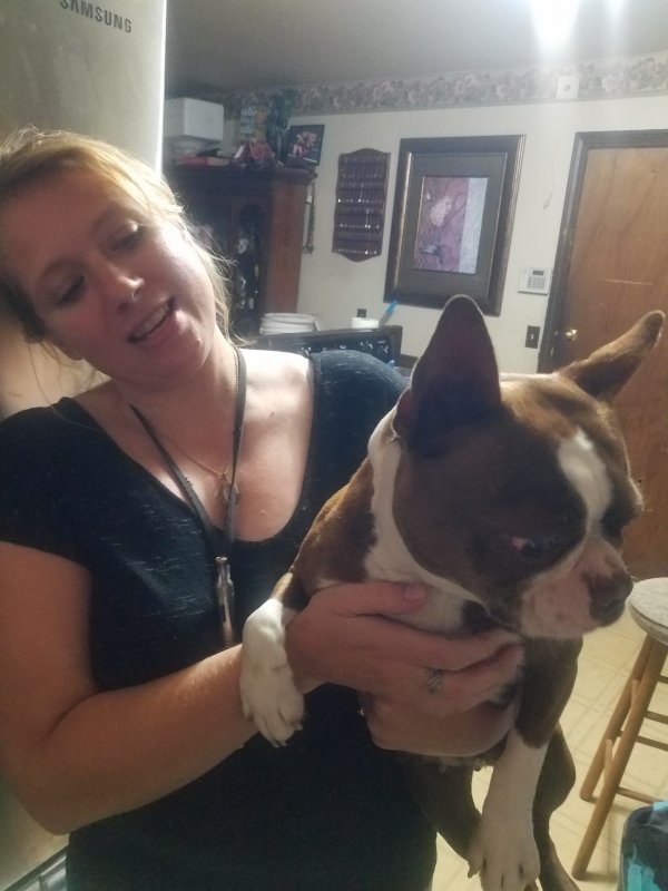 Safe Boston Terrier in Wichita, KS