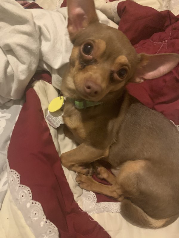 Safe Chihuahua in New Port Richey, FL