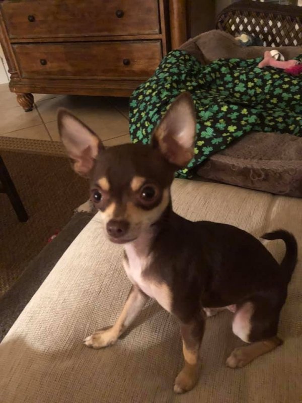 Safe Chihuahua in Knoxville, TN