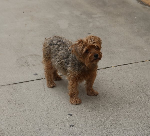 Safe Yorkshire Terrier in Los Angeles, CA