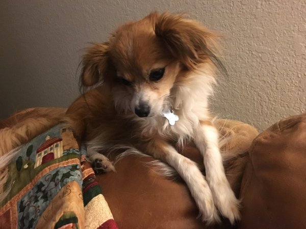 Safe Chihuahua in Brea, CA
