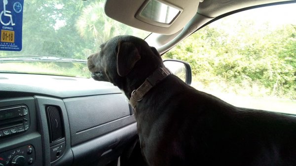 Safe Dog in Clewiston, FL