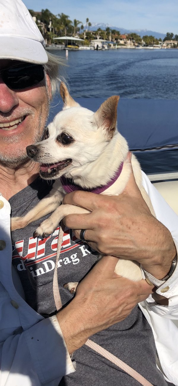 Safe Chihuahua in Huntington Beach, CA