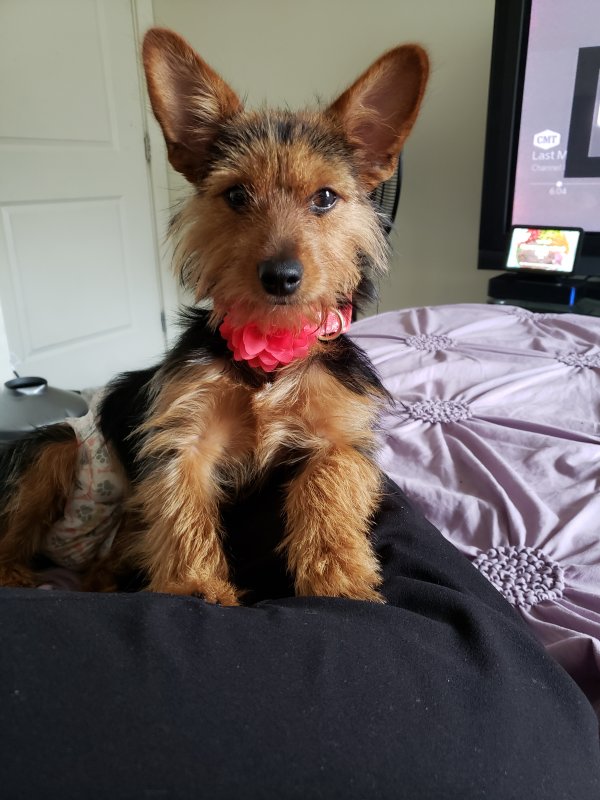 Safe Yorkshire Terrier in Capitol Heights, MD