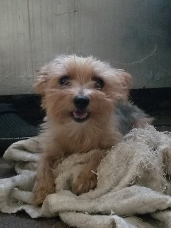 Safe Yorkshire Terrier in Brooklyn, NY