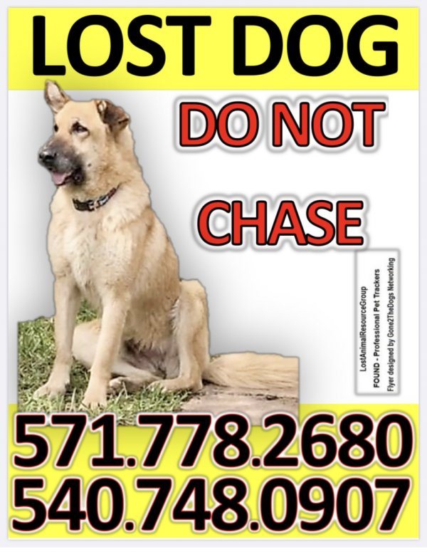 Safe German Shepherd Dog in Bealeton, VA