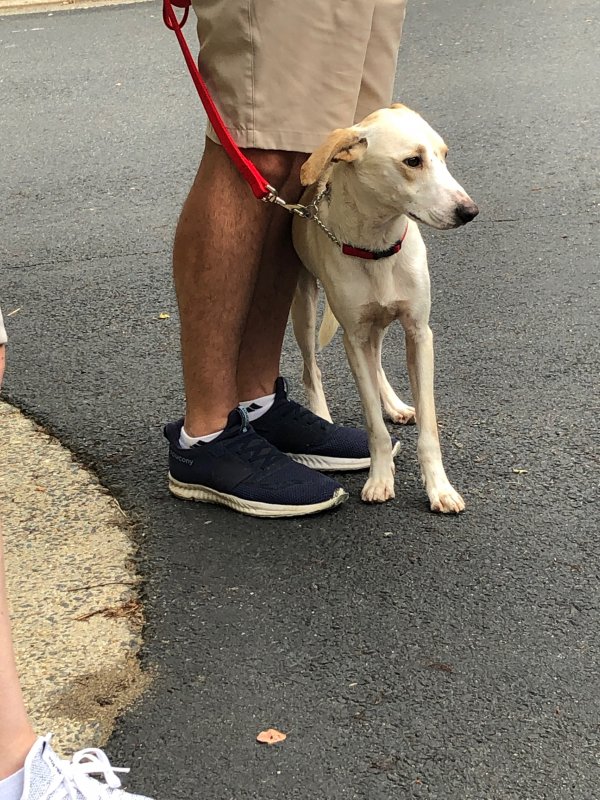 Safe Dog in Herndon, VA