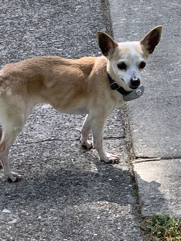Safe Chihuahua in Riverton, NJ