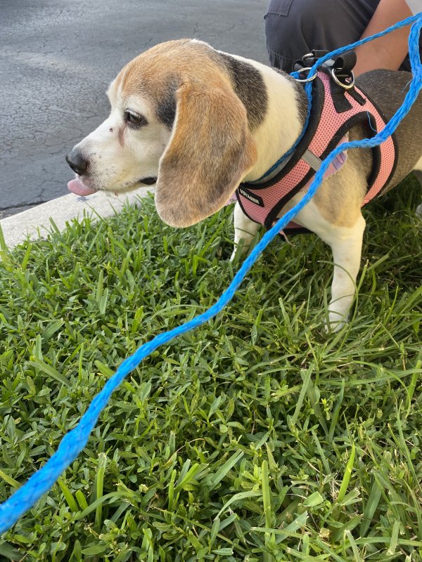 Safe Beagle in Fort Lauderdale, FL