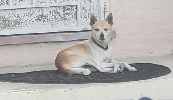 Safe Chihuahua in Diamond Bar, CA