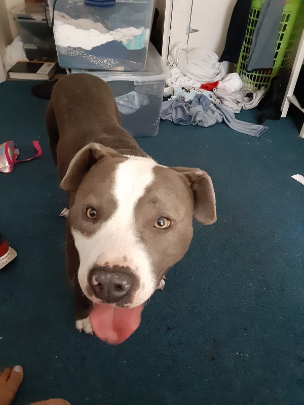 Safe Pit Bull in Fayetteville, NC