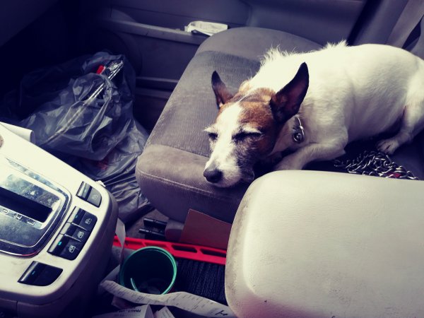 Safe Jack Russell Terrier in Hamilton, OH