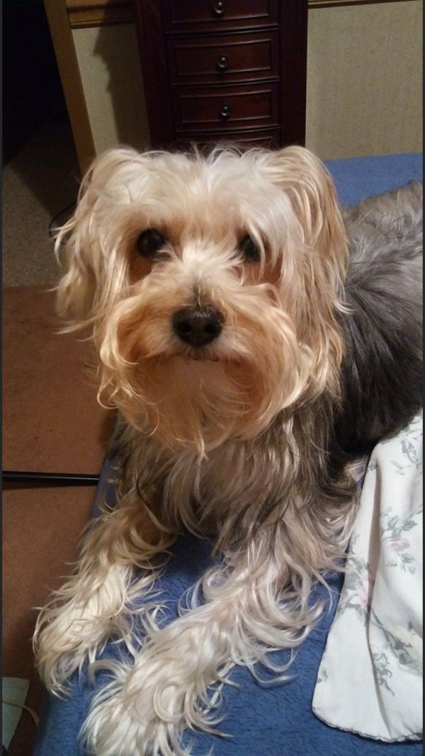 Safe Yorkshire Terrier in Massillon, OH