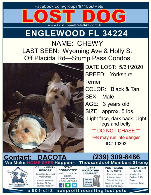 Safe Yorkshire Terrier in Englewood, FL