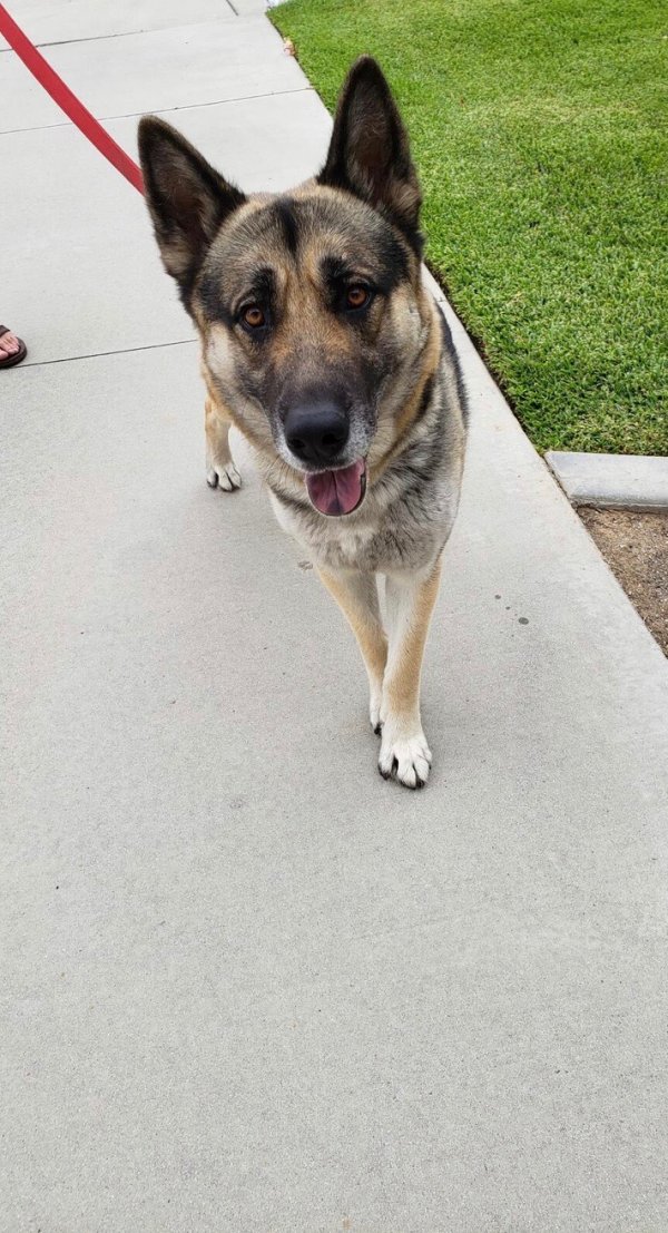 Safe German Shepherd Dog in Riverside, CA