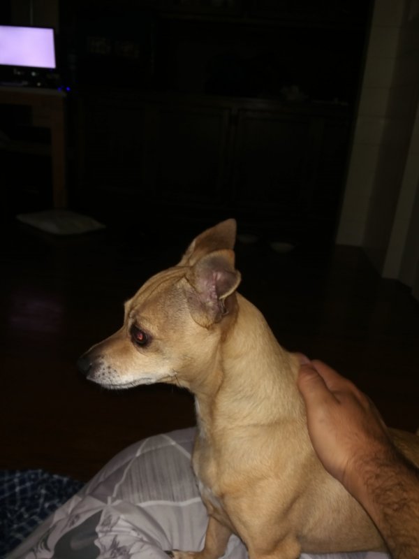 Safe Chihuahua in Bothell, WA