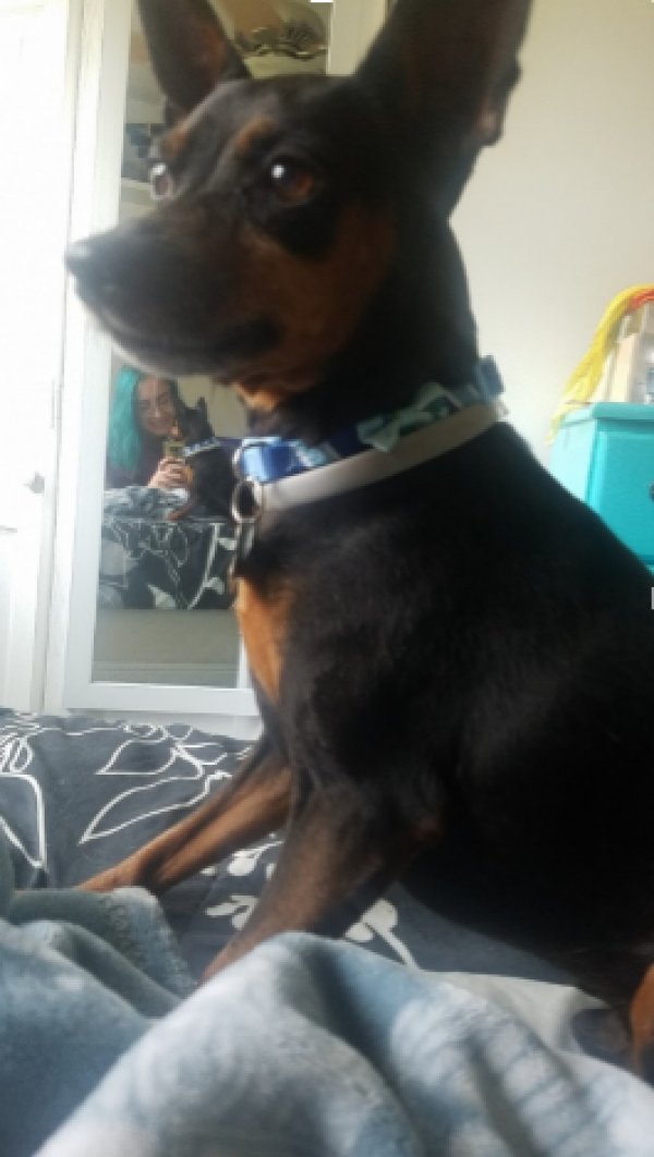 Safe Manchester Terrier in Raleigh, NC
