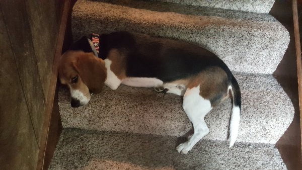 Safe Beagle in Waterville, PA