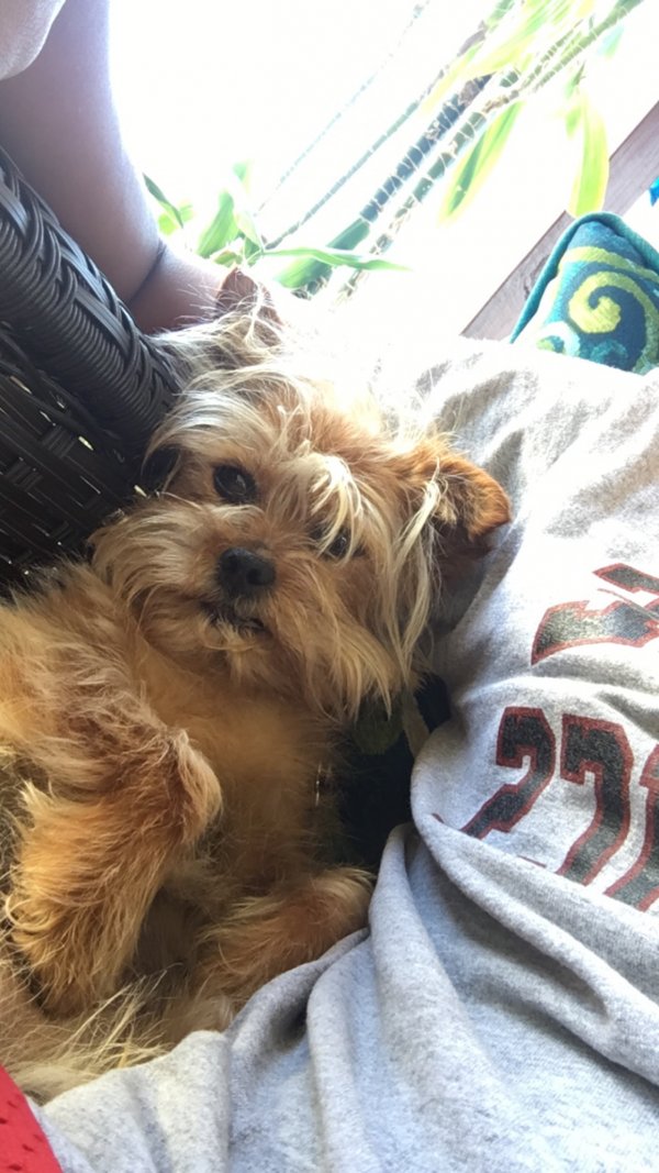 Safe Yorkshire Terrier in Westbury, NY