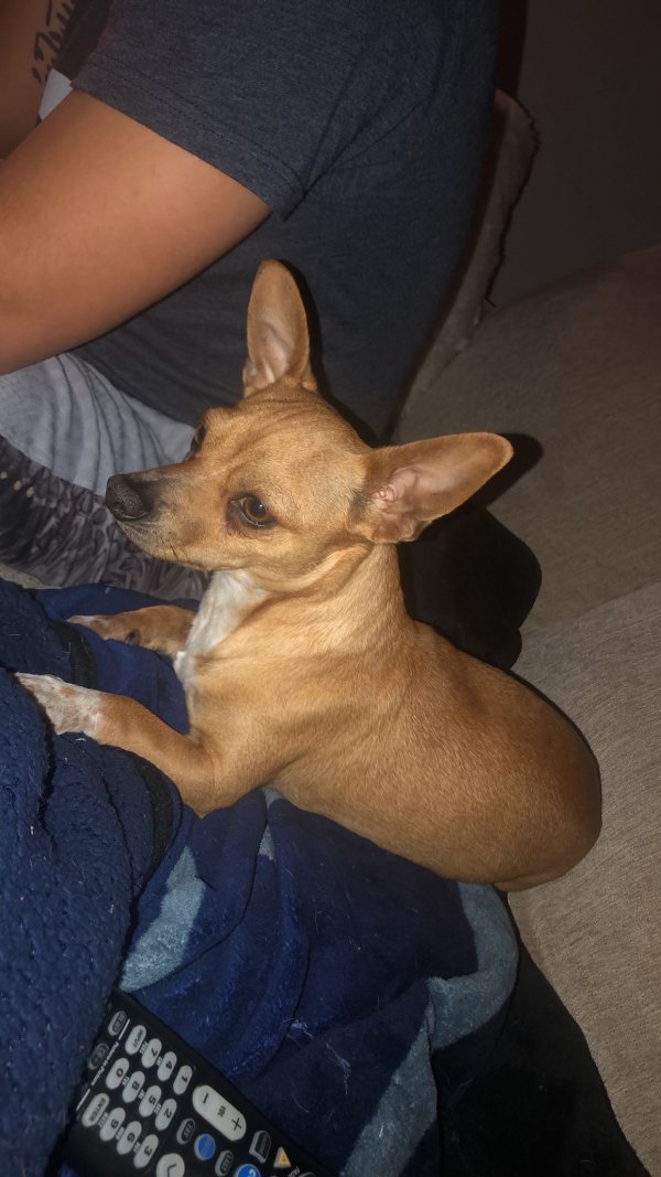 Safe Chihuahua in Wichita, KS