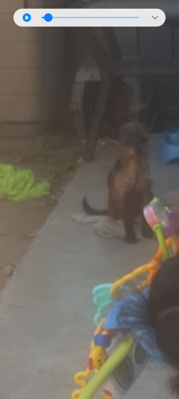 Safe Rat Terrier in Santa Ana, CA