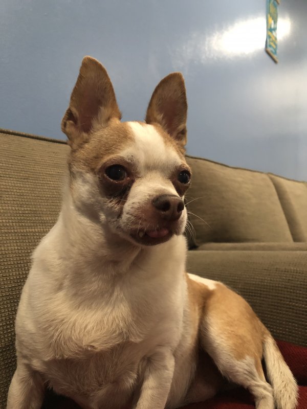 Safe Chihuahua in Framingham, MA