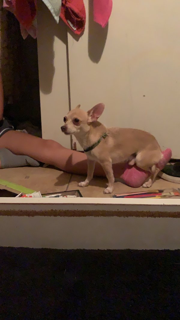 Safe Chihuahua in Hallandale, FL
