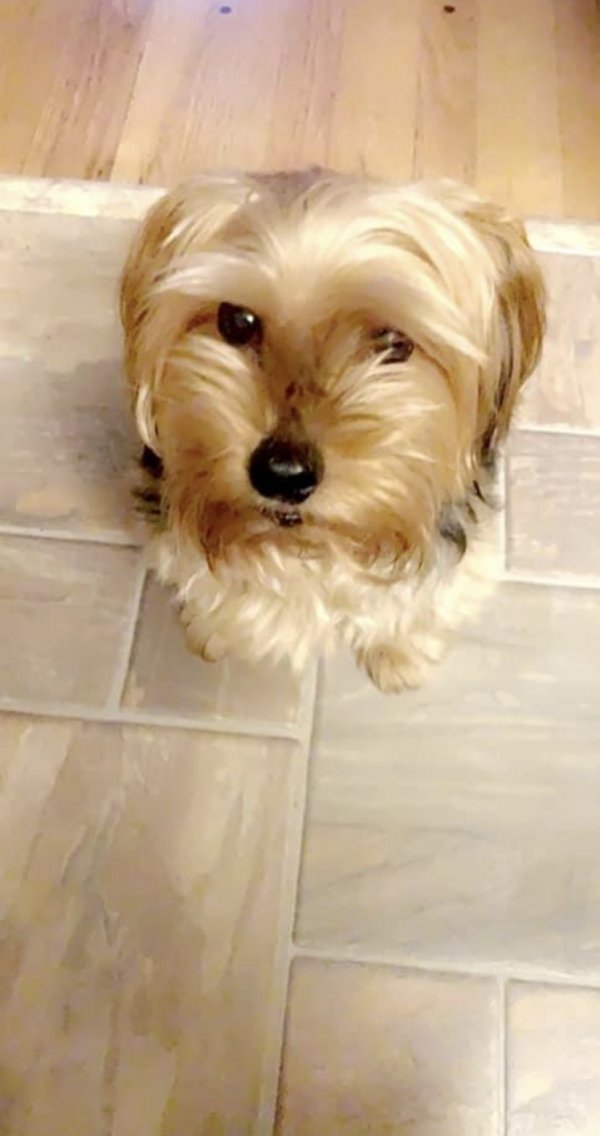 Safe Yorkshire Terrier in Florissant, MO