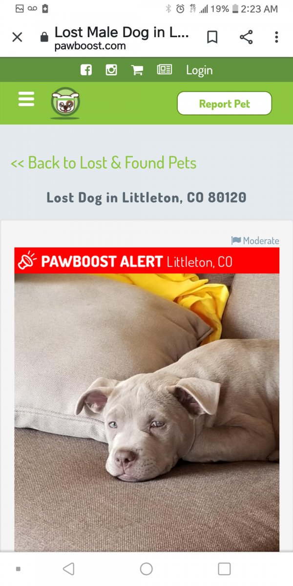 Safe American Bulldog in Littleton, CO