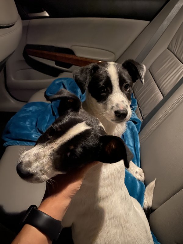 Safe Jack Russell Terrier in Chino, CA