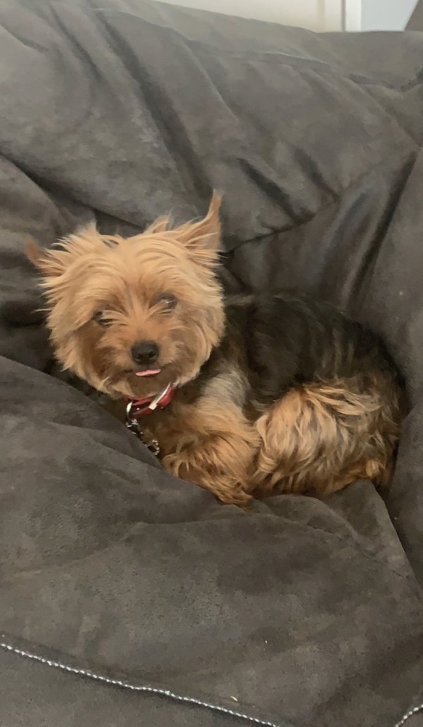 Safe Yorkshire Terrier in Tomball, TX