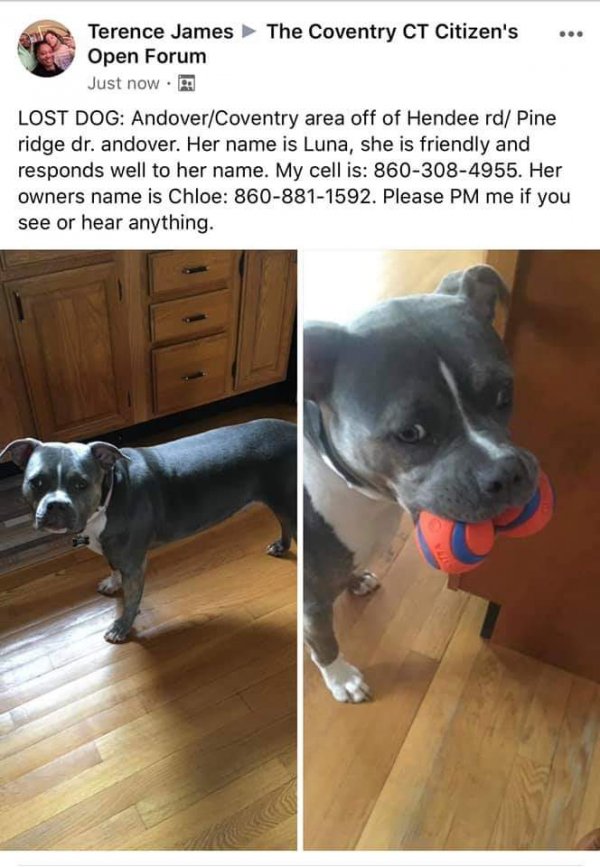 Safe Pit Bull in Andover, CT