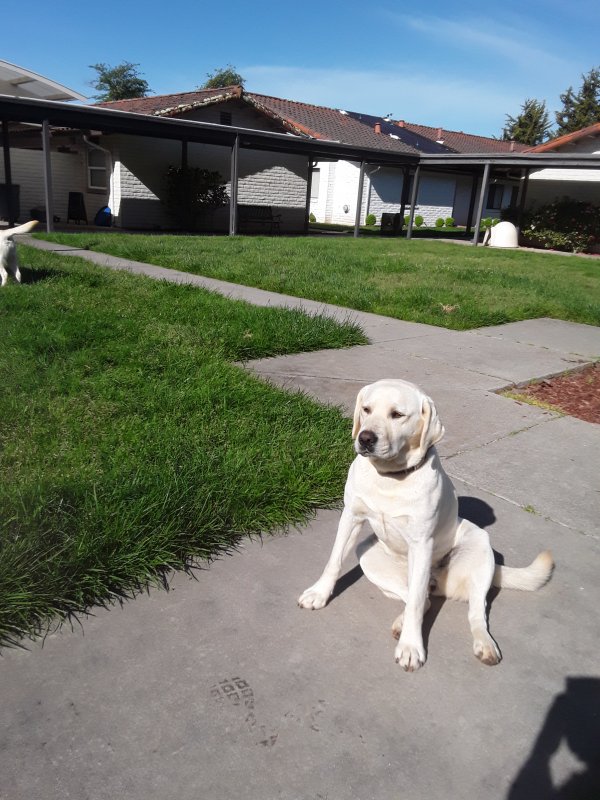Safe Labrador Retriever in Watsonville, CA