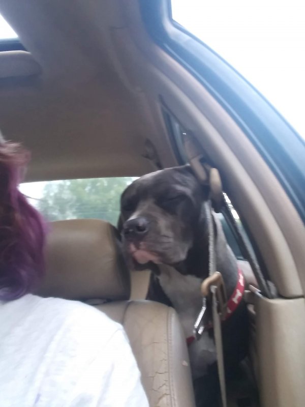 Safe Pit Bull in Cabot, AR