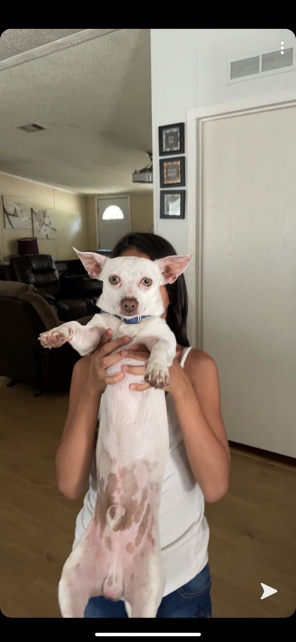 Safe Chihuahua in Wimauma, FL