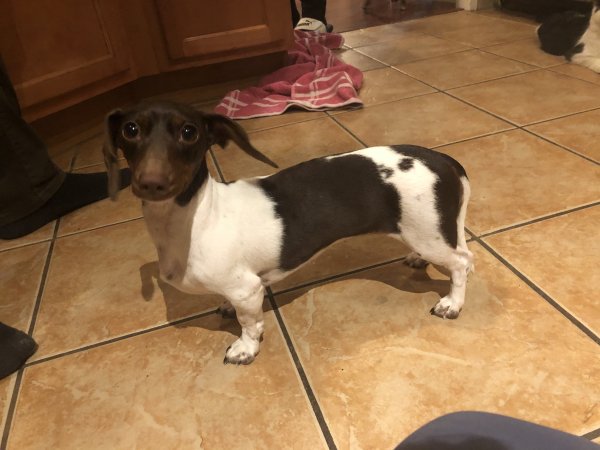 Safe Dachshund in Grand Junction, CO