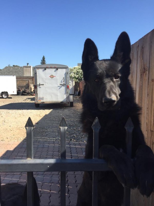 Safe German Shepherd Dog in Oakley, CA